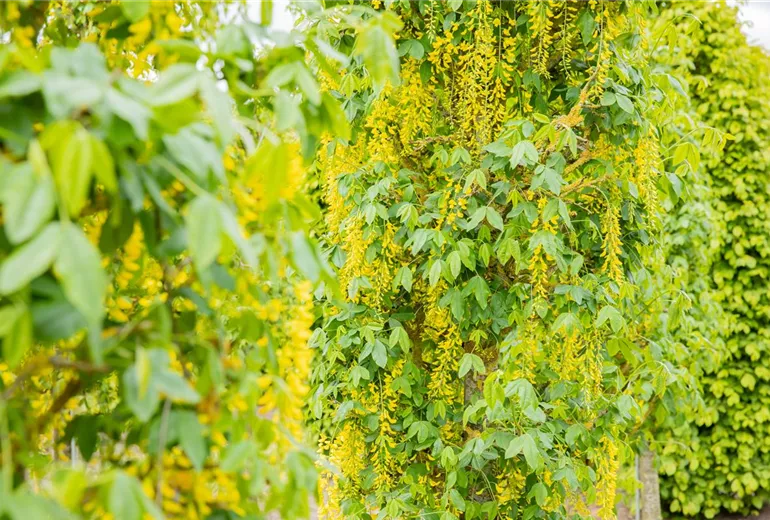 Laburnum anagyroides 'Fastigiata' Laburnum anagyroides 'Fastigiata'
