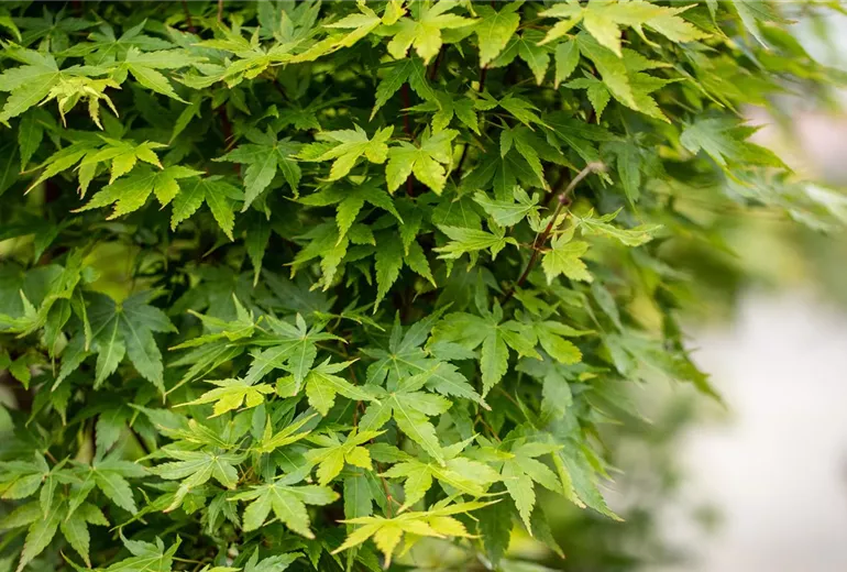 Acer palmatum 'Sangokaku' Acer palmatum 'Sangokaku'