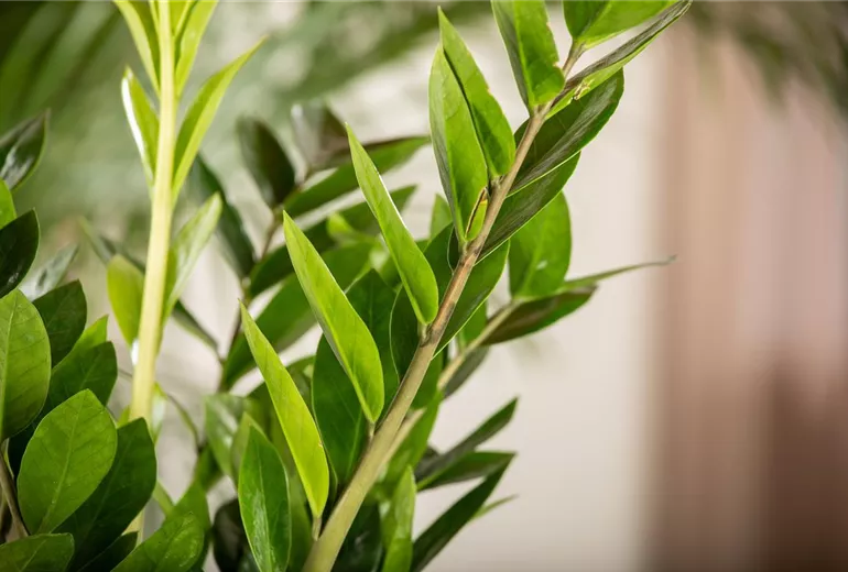 Zamioculcas zamiifolia Zamioculcas zamiifolia